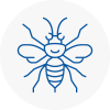 East Malling Hornet Nest Removals