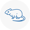 Rat Control East Malling
