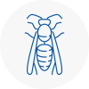 East Malling Wasp Nest Removal